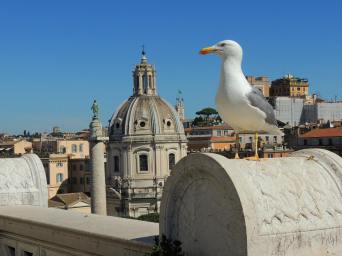 Seagull at the Forum